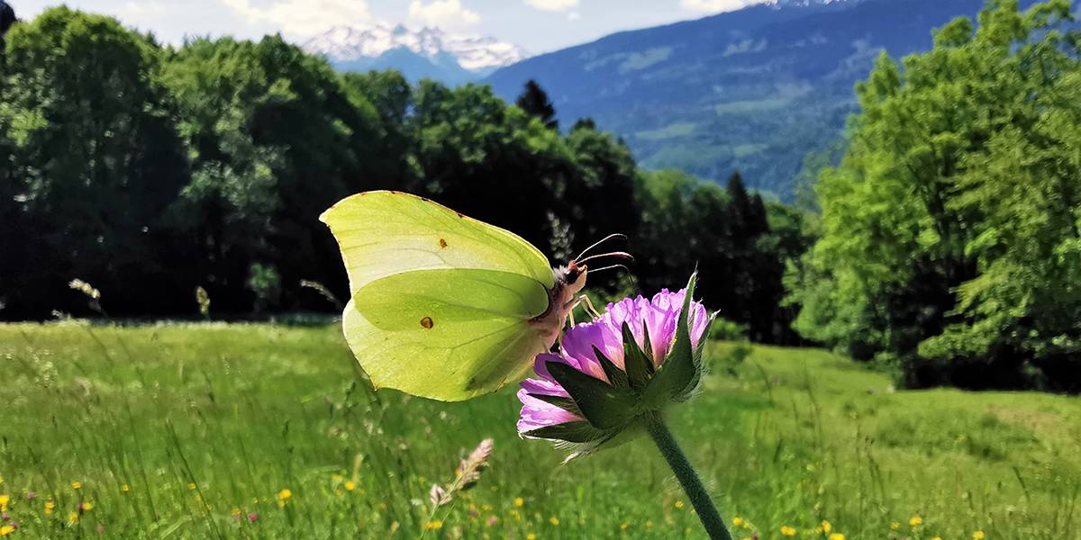 Durch Welt und Wiese