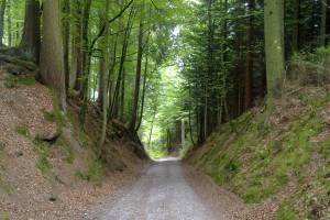 Wanderung Frienisdorf - Meikirch