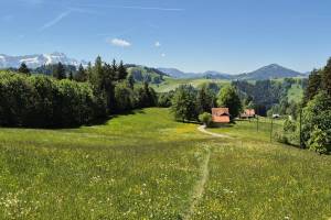 Oberhalb von Bühler, Blick zu Säntis und Hundwiler Höhi