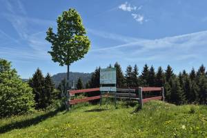 Oberhalb Wissegg