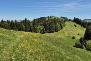 Zwischen Wissegg und Hohe Buche