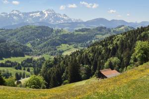 Bei Hohe Buche
