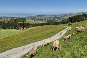 Abstieg von Hohe Buche zur Neppenegg