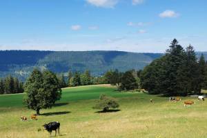 Abstieg nach Courtelary