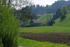 Wanderung Langnau - Trubschachen - Wiggen
