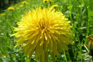 Sonne am Wegrand: Löwenzahnblüte