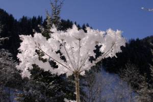 Raureif an der Simme