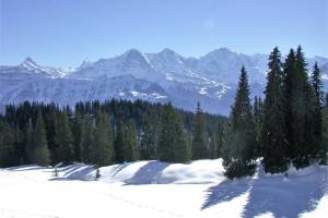Winterwanderung Niederhorn - Waldegg