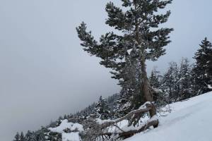 Winterwanderung Aminona - Colombire - Montana