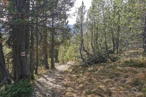 Abstieg im Bergföhrenwald