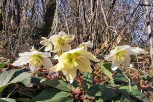 Weisse Christrosen am Monte Caslano