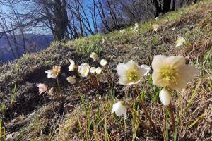Weisse Christrosen am Monte Caslano