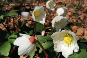 Weisse Christrosen am Monte Caslano