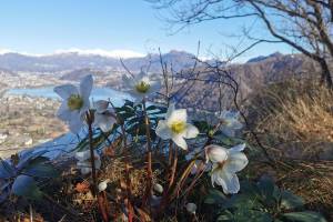 Weisse Christrosen am Monte Caslano