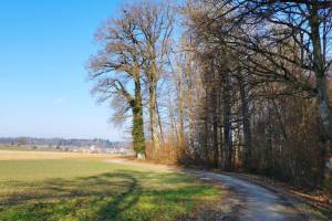 Bei Iffwil