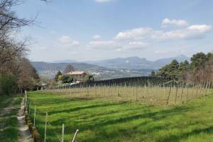 Der südlichste Rebberg der Schweiz bei Pedrinate
