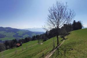 Aufstieg zum Bachtel