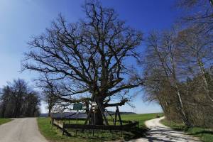 Naturdenkmal «Buchener Stumpen» bei Neuhaus (D)