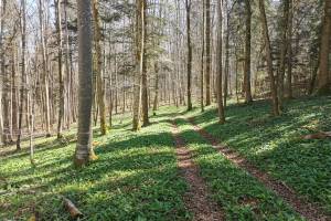 Wald am Hoh Hengst