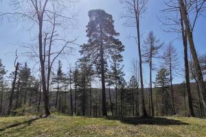 Wald am Hoh Hengst