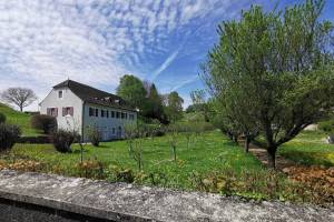 Obstgarten mit Damasson-Pflaumenbäumen beim Schloss Porrentruy
