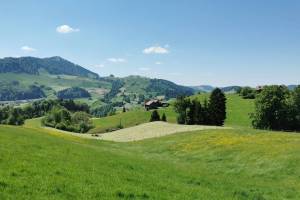 Bei Haslen AI