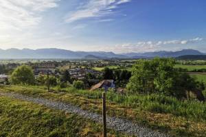 Rebberg Forst bei Altstätten