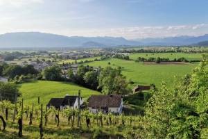 Rebberg Forst bei Altstätten, Blick nach Vorarlberg, Liechtenstein und Graubünden