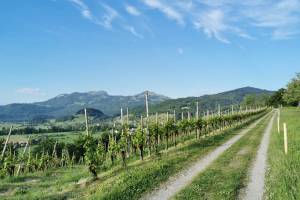 Rebberg Forst bei Altstätten, Blick zum Hohen Kasten und zum Kamor