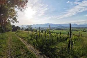 Rebberg Forst bei Altstätten