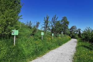 Inforama Wildobst Mogelsberg