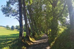 Allee bei Nods
