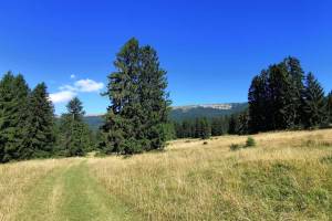 Zwischen Nods und Combe Robin