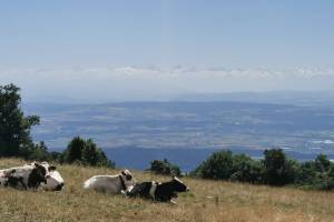 Bei Bergerie du Bas