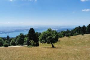 Bei Bergerie du Bas, Sicht zum Bielersee