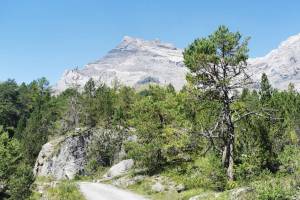 Urwald von Derborence