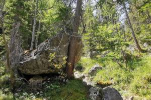Urwald von Derborence
