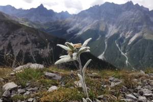 Edelweiss auf Mot Tavrü