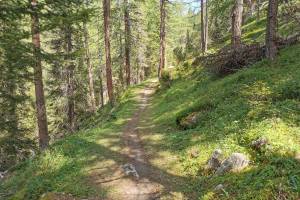 Tannenwald auf dem Weg nach Lü