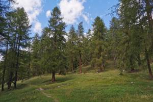 Lärchenwald auf dem Weg nach Lü