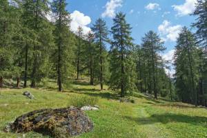 Lärchenwald bei Lü Lärchenwald bei Lü