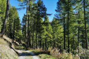 Gommer Höhenweg bei Äbmete