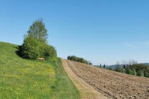 Bei Winikon