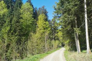 Abstieg durch den Etzelgrabe ins Uerke-Tal