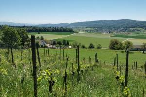 Rebberg unterhalb von Schloss Habsburg
