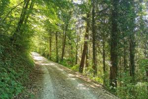 Waldweg zwischen Habsburg und Chärneberg