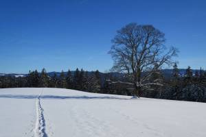Schneeschuhtour Sommartel - Communal