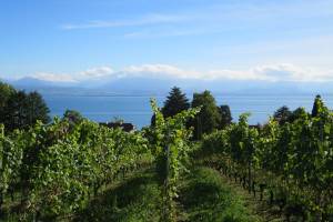 Wanderung Morges - St-Prex - Allaman