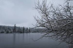 Etang des Royes