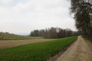 Wanderung Courtepin - Clavaleyres - Murten